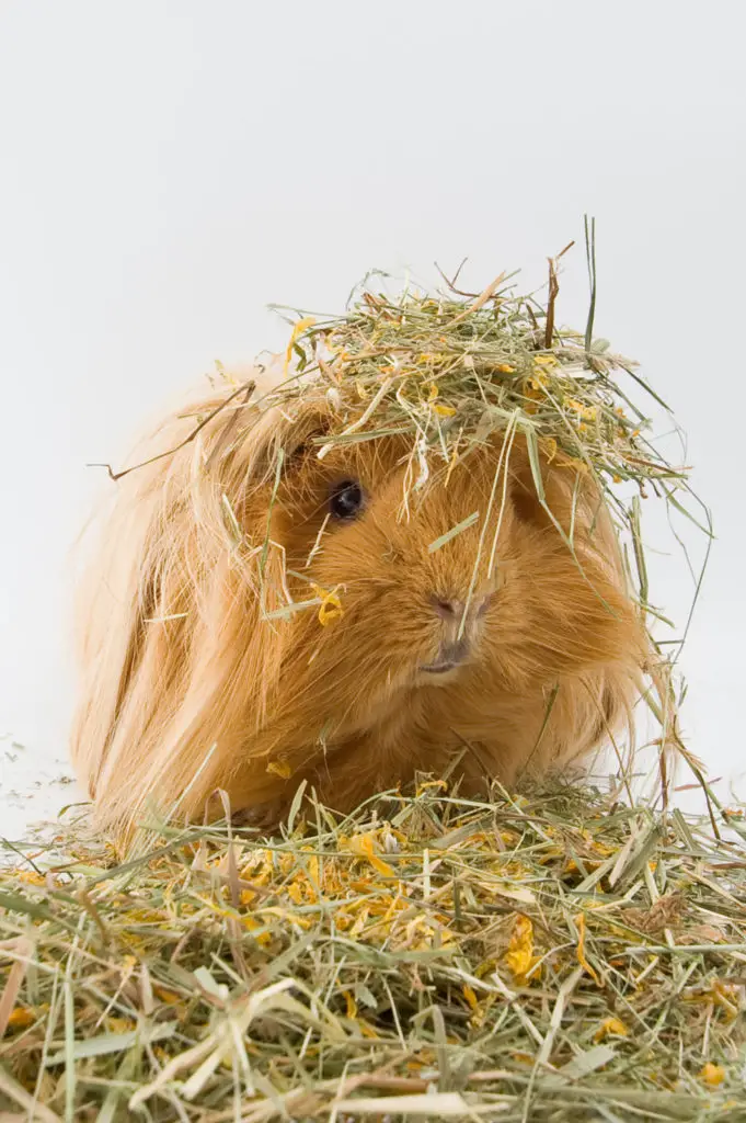 Indicators If A Guinea Pig Is Happy