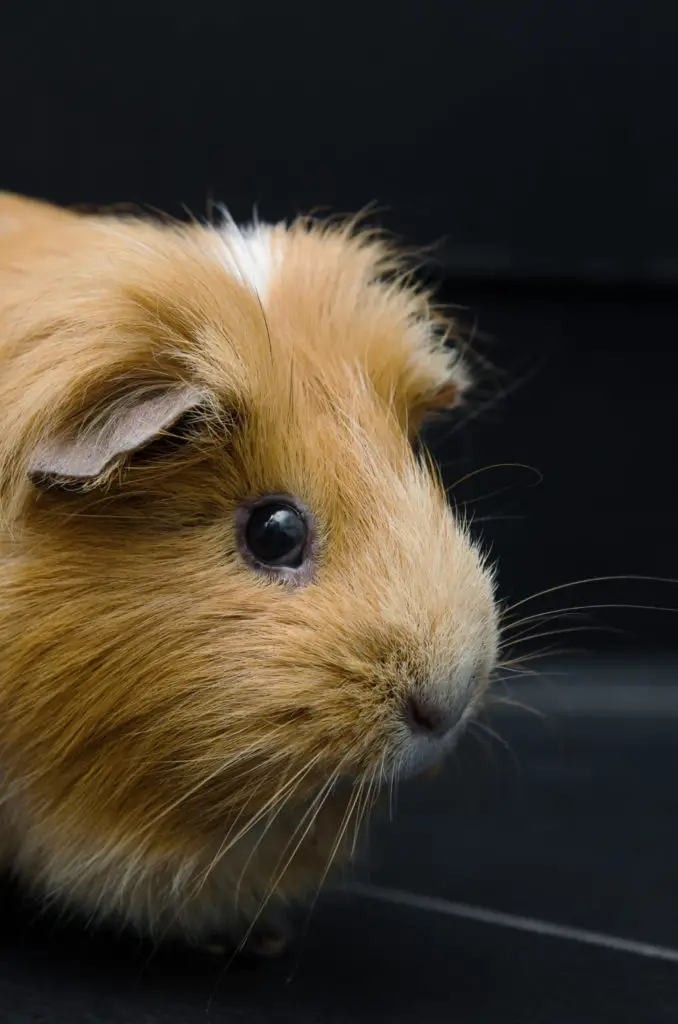 how to clean guinea pig water bottle