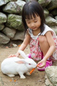 How To Fatten Up A Rabbit? 4 Great Foods To Feed Them! - PetCosset