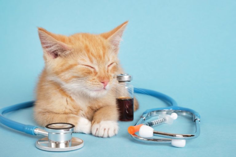 How Long Can A Diabetic Cat Go Without Insulin?