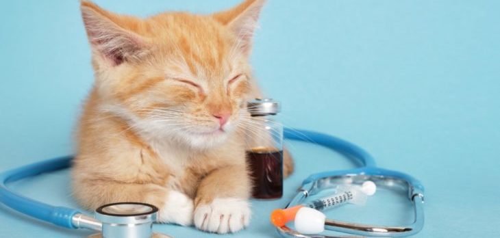 How Long Can A Diabetic Cat Go Without Insulin