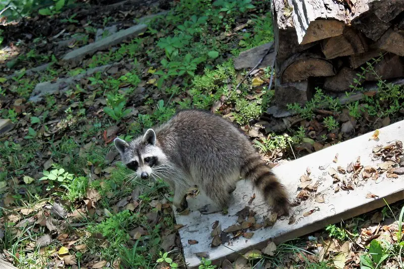How To Keep Raccoons Out Of Cat Food: 6 Effective Tips