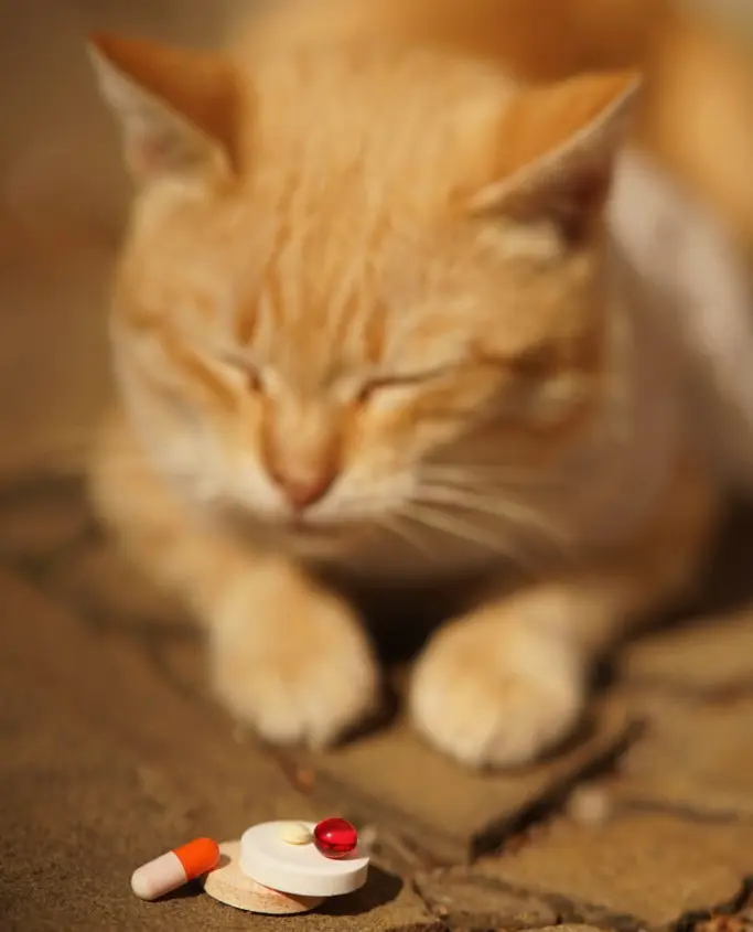 cat pain medicine