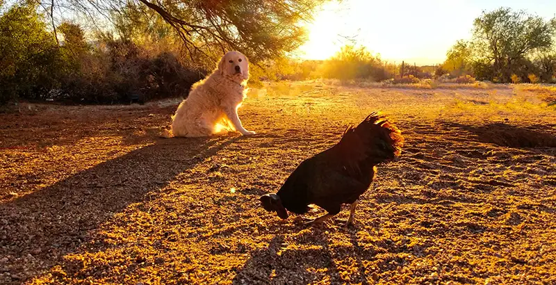 how to stop a dog from killing chickens