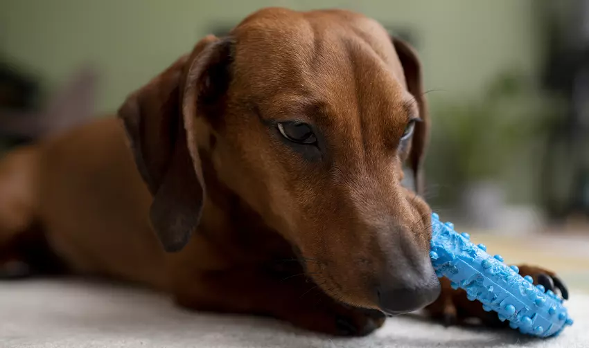 dog chew toys