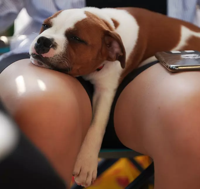dog sleep between legs
