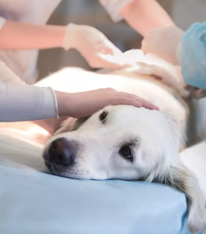 dog veterinary care