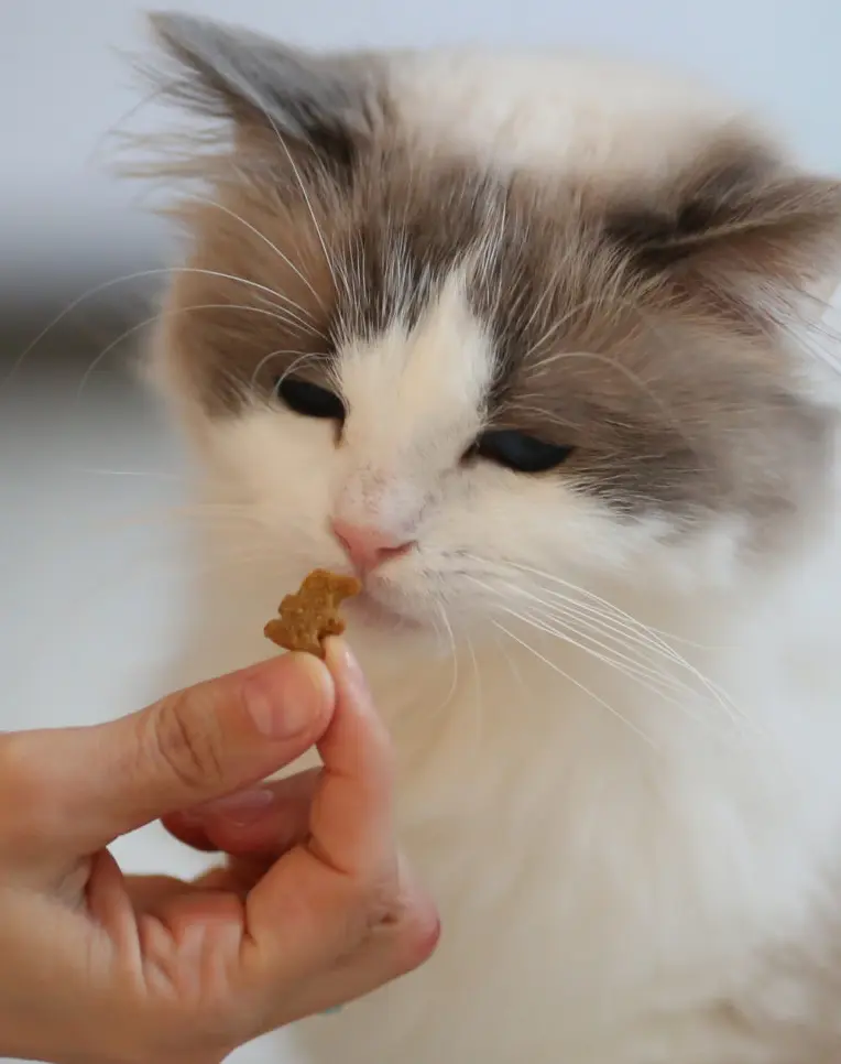 feeding a cat after tooth extraction