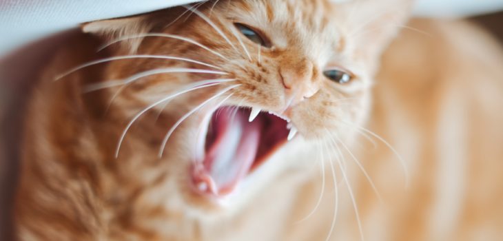 how to get a cat to eat after tooth extraction