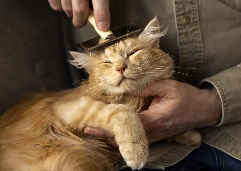 get your cat to cooperate while grooming