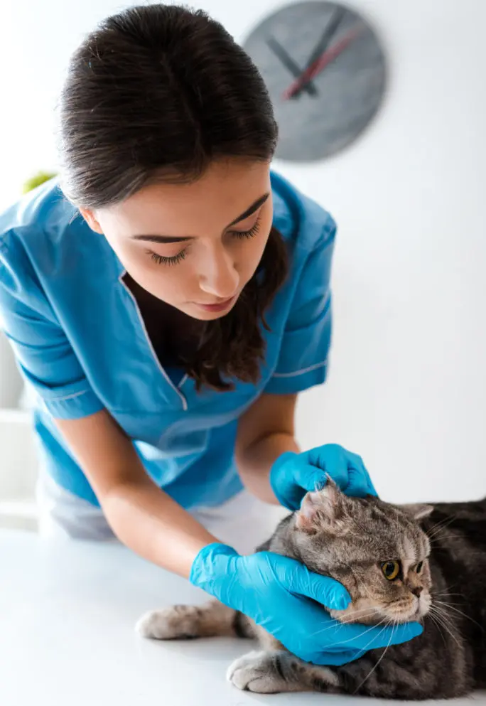 How much should cat tooth extraction cost