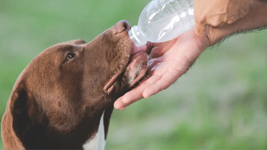 How much water should a dog drink in 24 hours