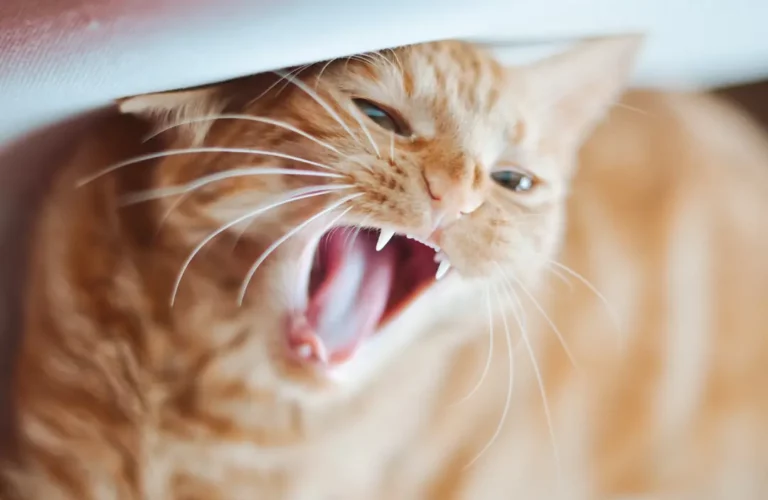 How To Get A Cat To Eat After Tooth Extraction: 7 Easy Ways