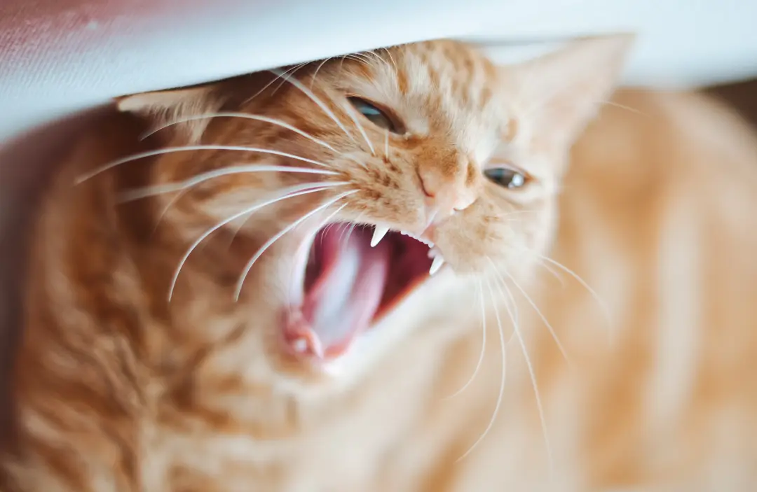 how to get a cat to eat after tooth extraction