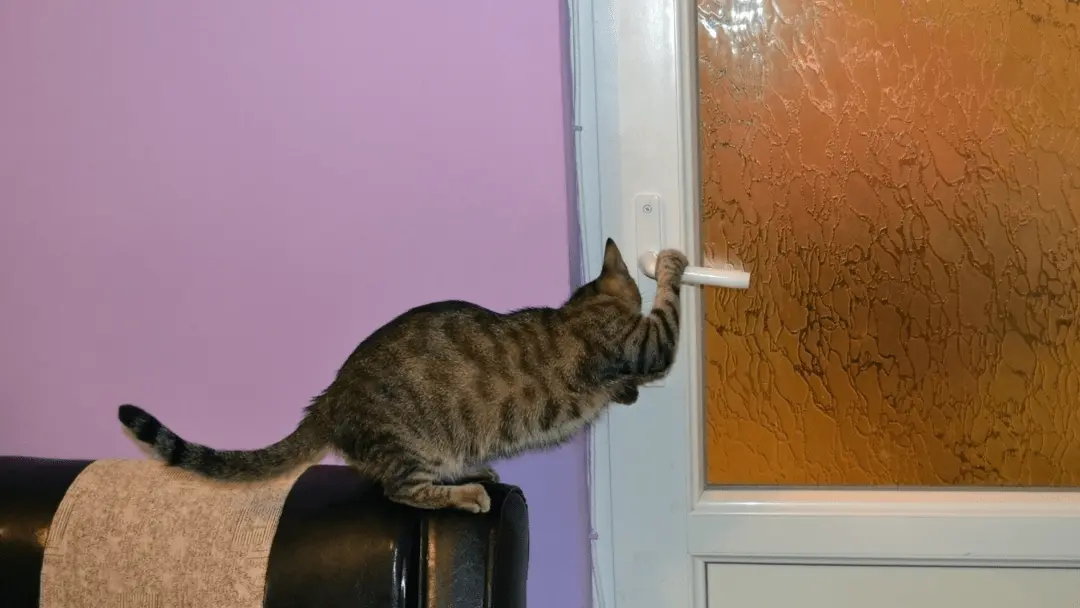 how to stop a cat from scratching door frames