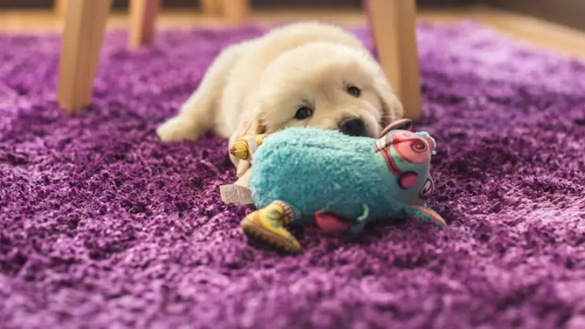 How to stop a dog digging at the carpet