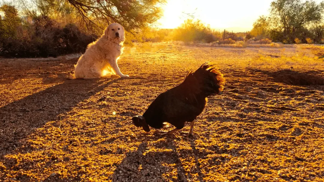 how to stop a dog from killing chickens