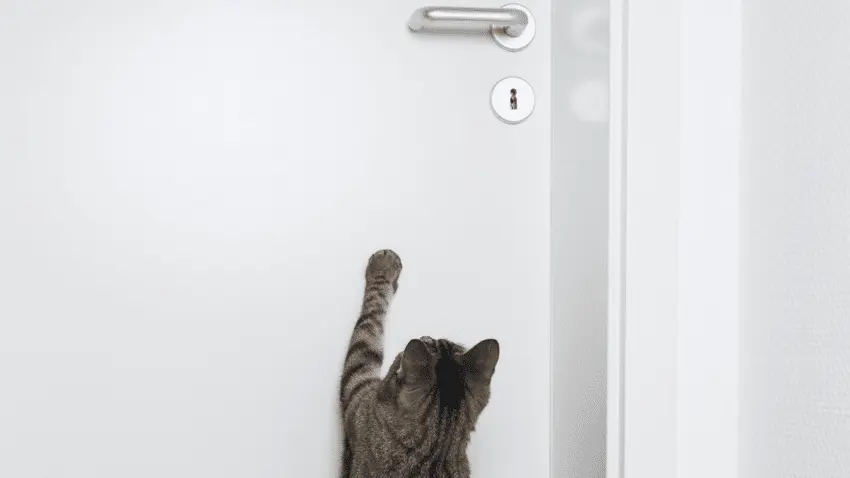 how to stop cat from scratching door frames