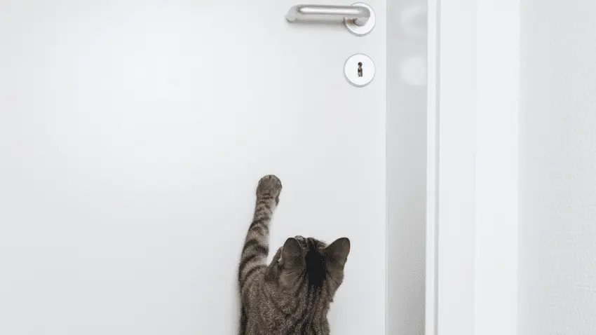 How To Stop a Cat From Scratching Door Frames - PetCosset