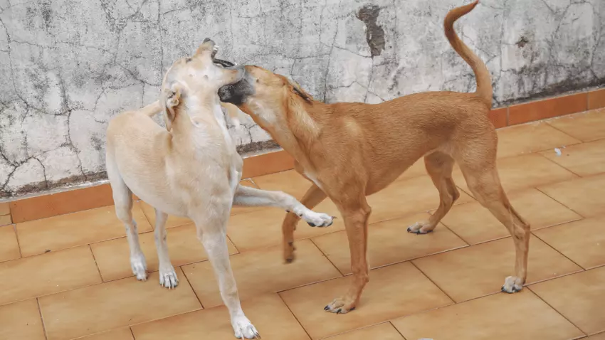 how to stop dog from biting other dogs ears