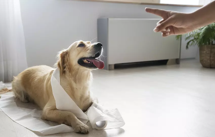 how to stop your dog from eating toilet paper