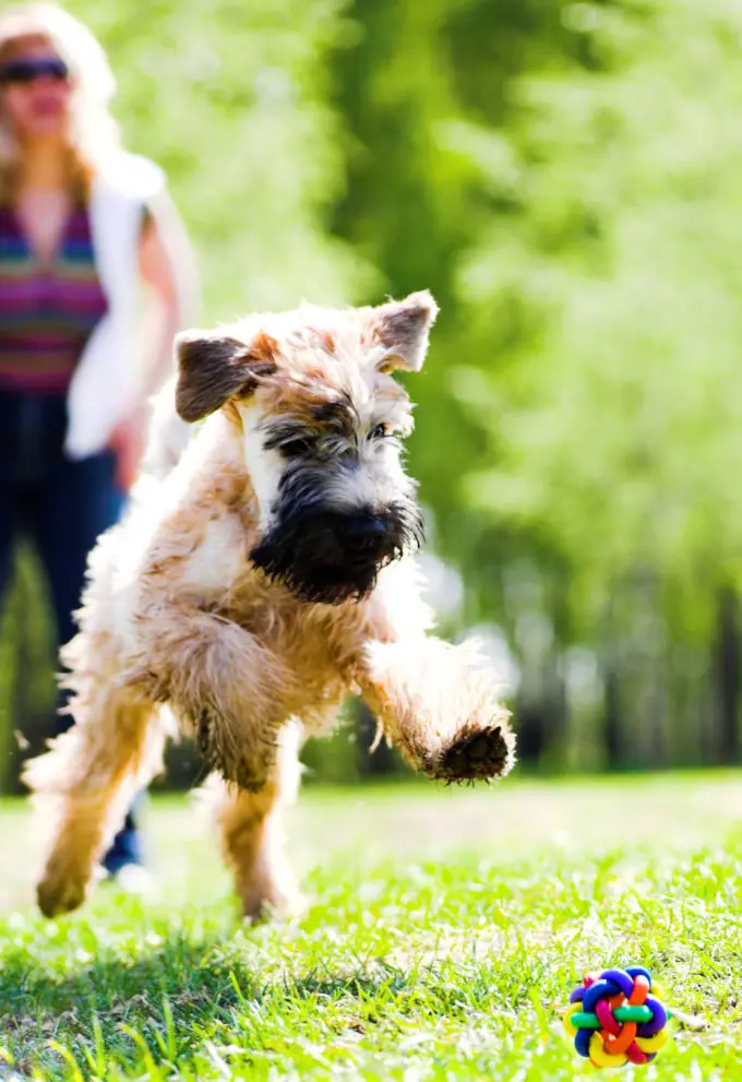 how to train a dog not to kill chickens