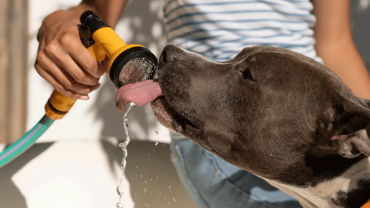 how to trick your dog into drinking water