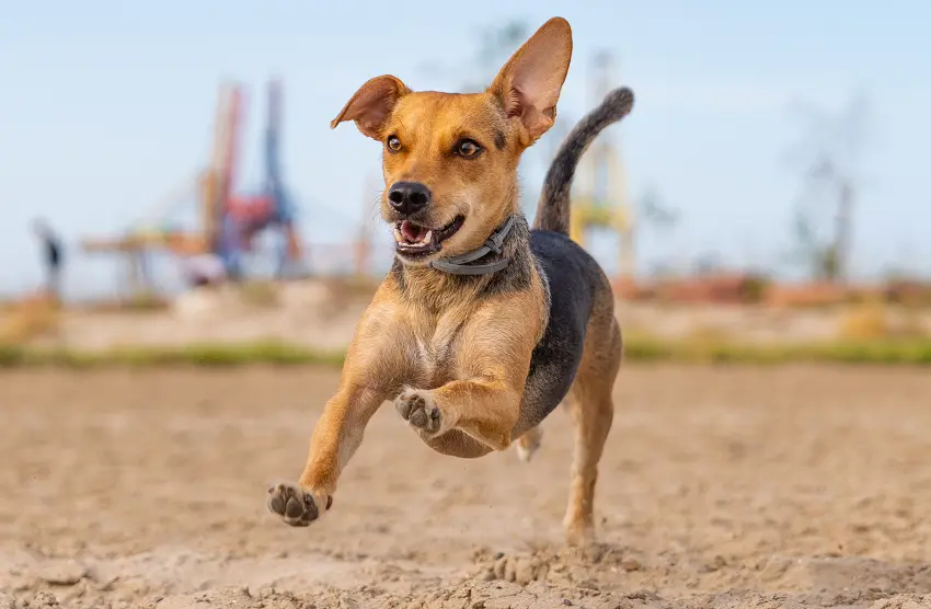 hyperkinesis in dogs