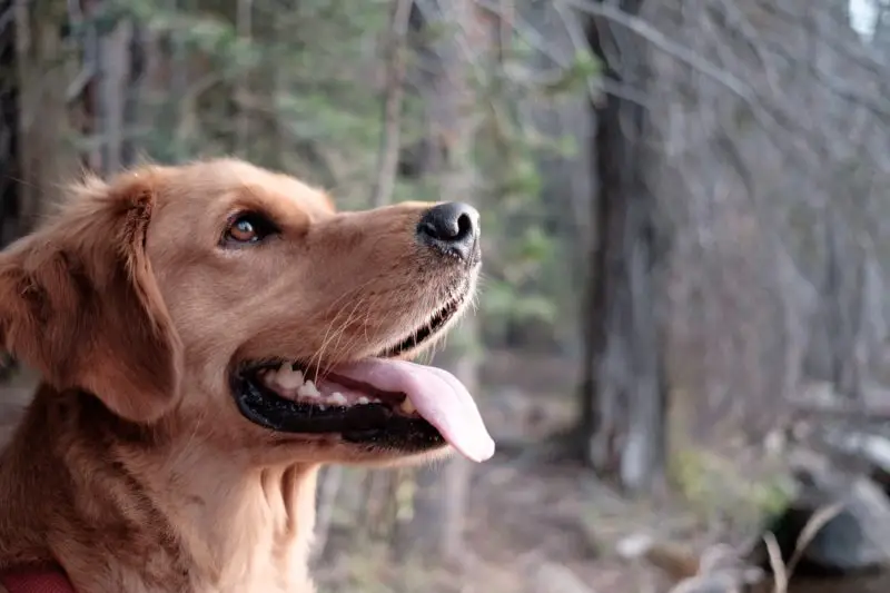 why do dogs always stick their tongue out