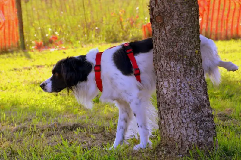 How To Get A Dog To Pee In A New Place: 5 Things To Do