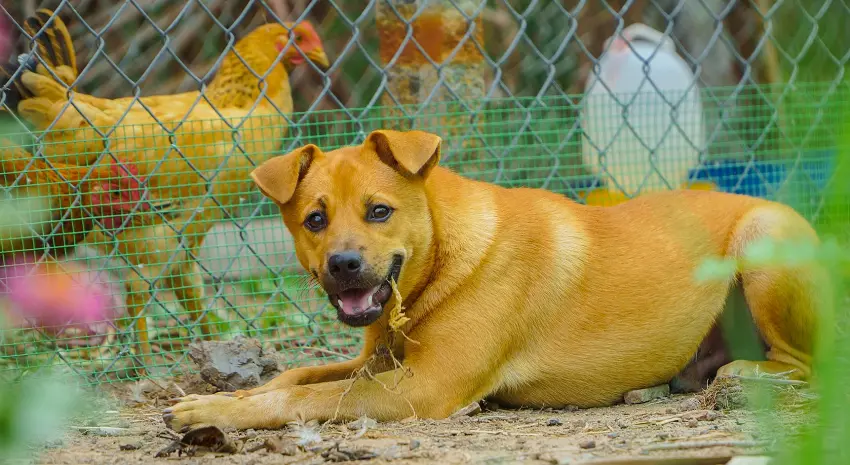 what to do if my dog killed a chicken
