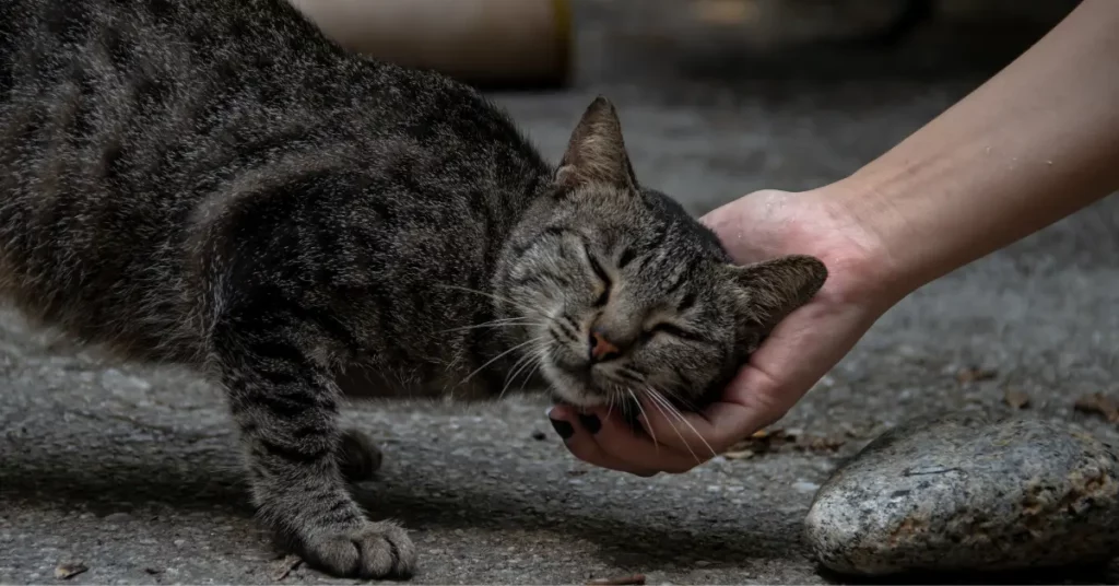 what to do with a stray cat that won’t leave