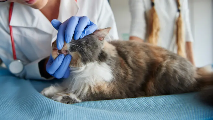 What to expect after a cat tooth extraction