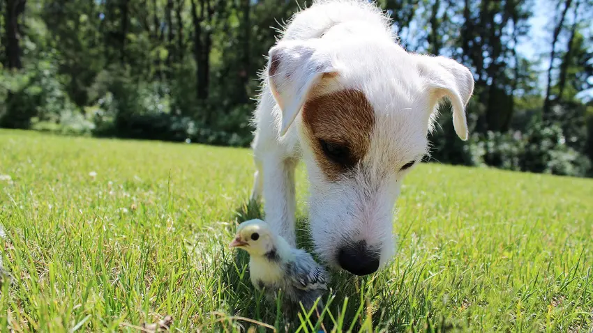 Why do dogs attack and kill chickens