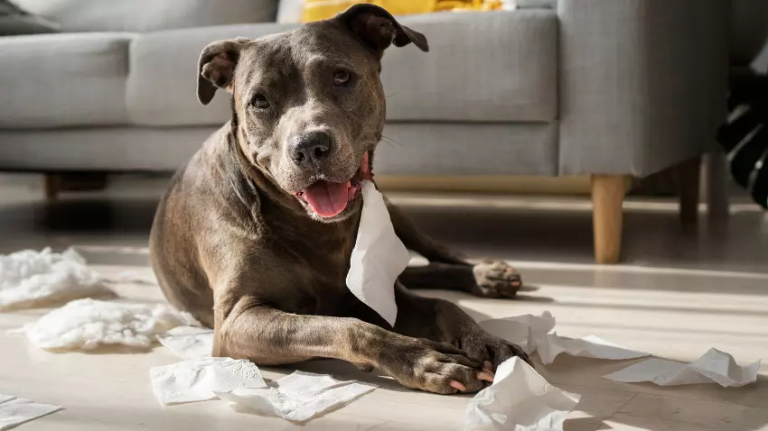 why do dogs eat tissues