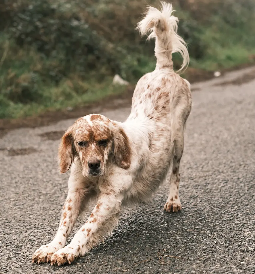 why do dogs stretch so much