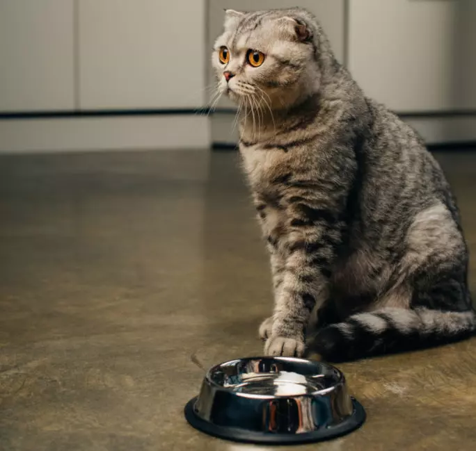 Why does my cat keep tipping his water bowl