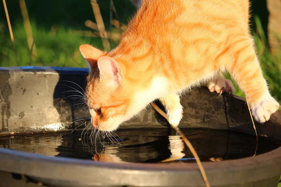 Why Does My Cat Scratch The Floor Before Drinking Water?