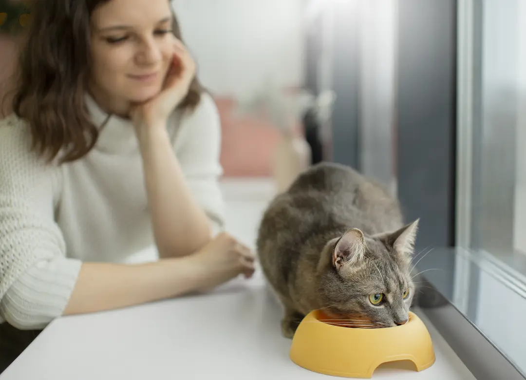 why does my cat want me to watch her eat