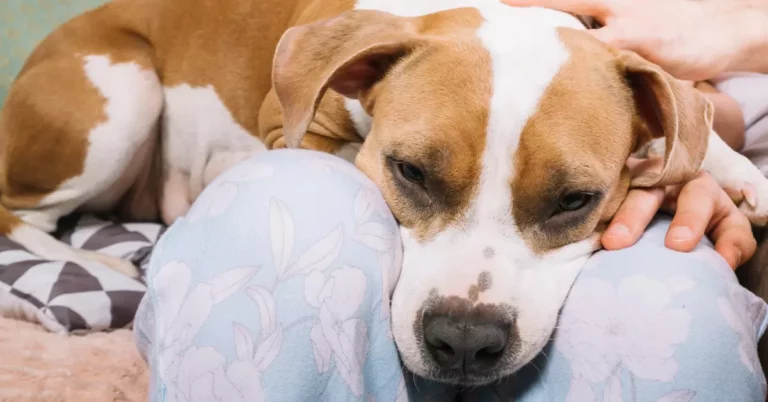 Why Does My Dog Sleep Between My Legs? Top 6 Reasons