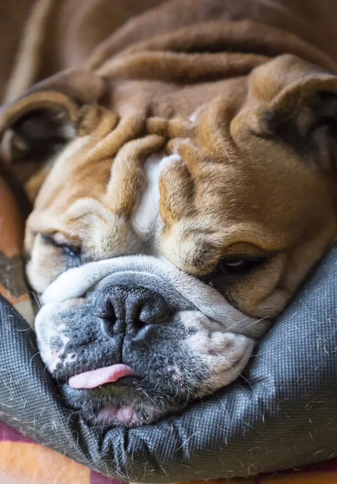 Why Does My Dog Stick His Tongue Out? 5 Possible Reasons