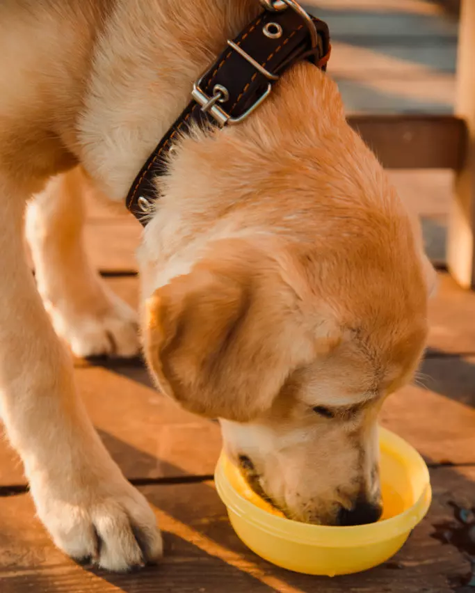 Why Does My Dog Hack After Drinking Water? - (6 Reasons)