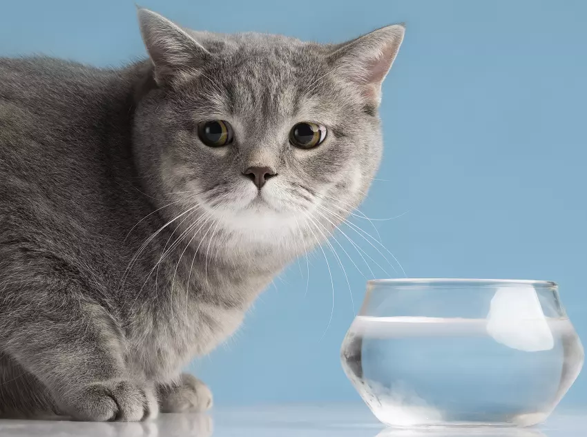 why your cat scratches the floor before drinking