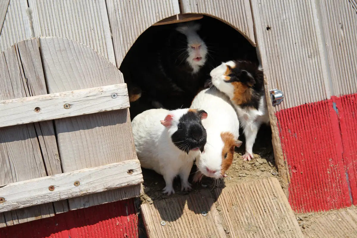 how to make a guinea pig cage out of a bookshelf