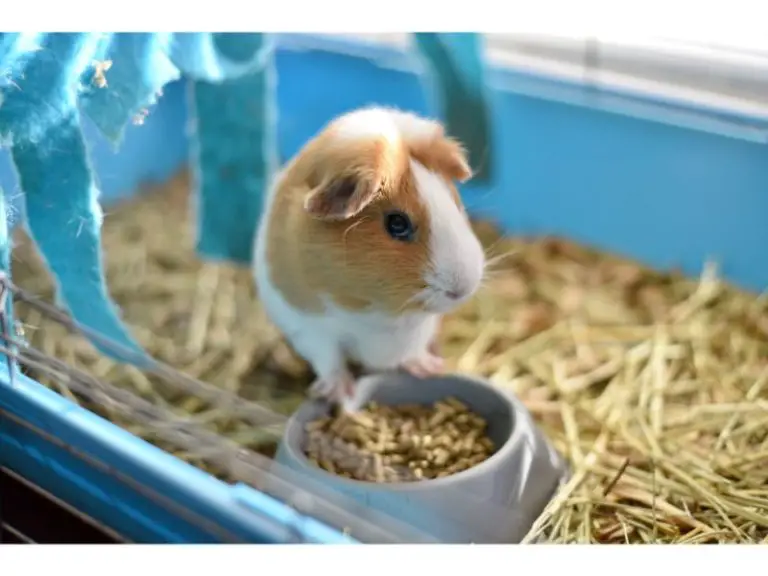 How Much Space Do Guinea Pigs Need And Why