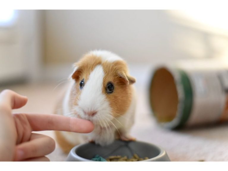 Why Is My Guinea Pig Biting Me. 6 Steps To Stop It