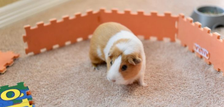 How to make a guinea pig playpen