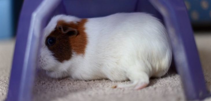 Why did my guinea pigs die