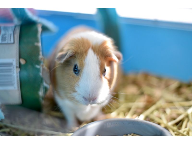 How to clean guinea pig ears