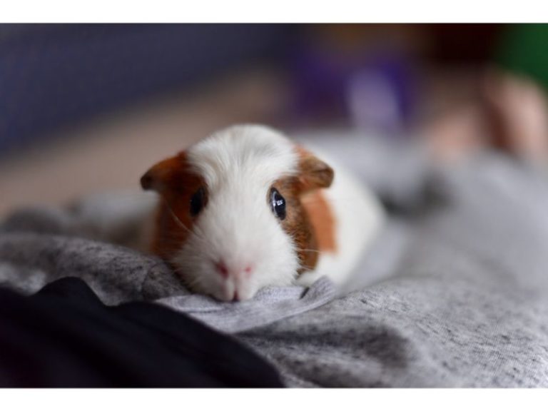 How To Tame Your Guinea Pig In 6 Easy Steps